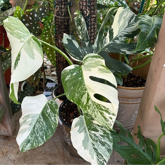 ❤️BOOKMARK🌟POSH AMBASSADOR🌟     Maria L - Picture 3 of 16